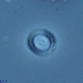 Diadelithus nanus 25267