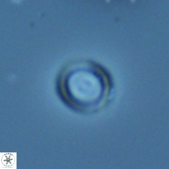 Diadelithus nanus 25267