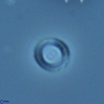 Diadelithus nanus 25268