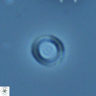 Diadelithus nanus 25268