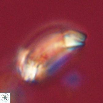 Diadelithus robustus 63241