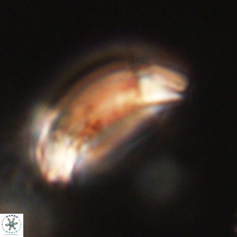 Diadelithus robustus 63242