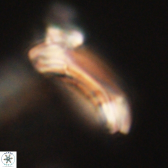 Diadelithus robustus 63247