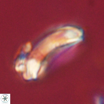 Diadelithus robustus 63205