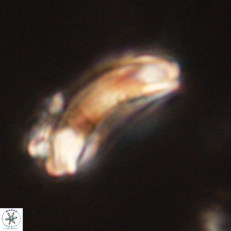 Diadelithus robustus 63206