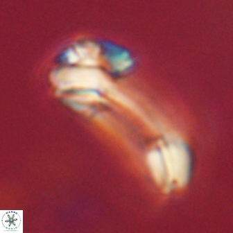 Diadelithus robustus 63209