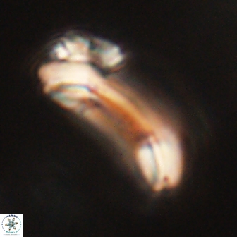 Diadelithus robustus 63210