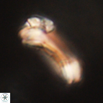Diadelithus robustus 63211