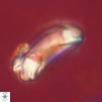 Diadelithus robustus 63216