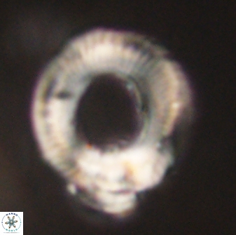 Diadelithus robustus 63230