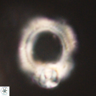 Diadelithus robustus 63231