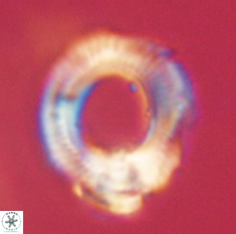 Diadelithus robustus 63234