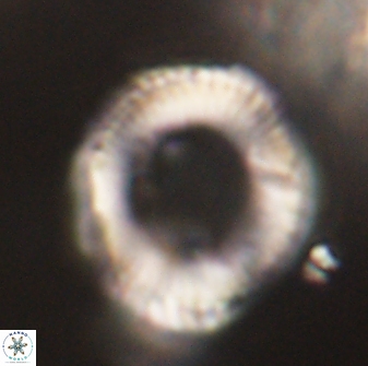 Diadelithus robustus 63237