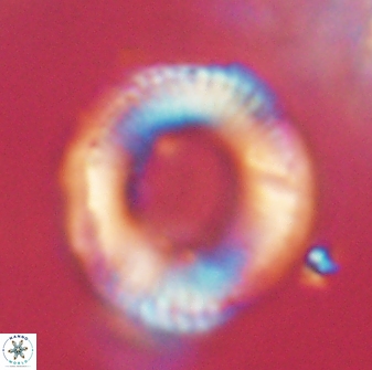 Diadelithus robustus 63238