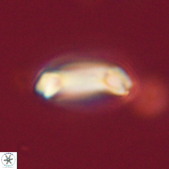 Diadelithus robustus 70741