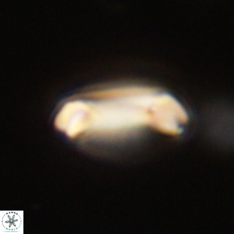 Diadelithus robustus 70742