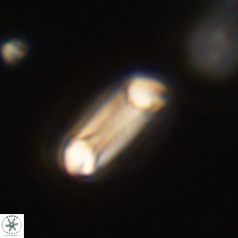 Diadelithus robustus 70743
