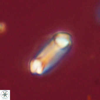 Diadelithus robustus 70745