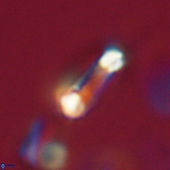 Diadelithus robustus 70706
