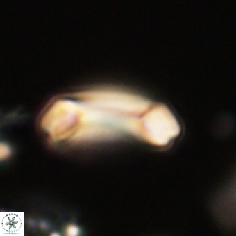 Diadelithus robustus 70712