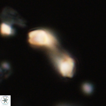Diadelithus robustus 70716