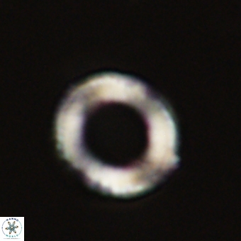 Diadelithus robustus 70723