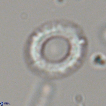 Diadelithus robustus 70731