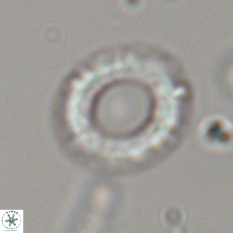 Diadelithus robustus 70731