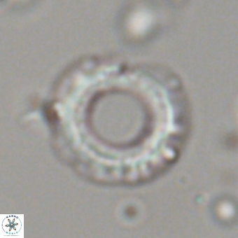 Diadelithus robustus 70801