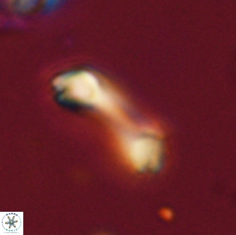 Diadelithus robustus 70809