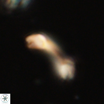 Diadelithus robustus 70810