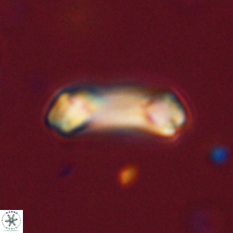 Diadelithus robustus 70816