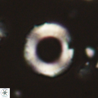 Diadelithus robustus 70818