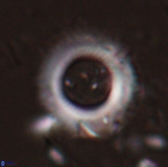 Diadelithus robustus 24542