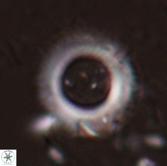 Diadelithus robustus 24542
