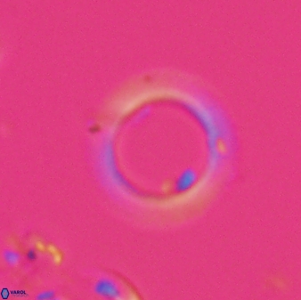 Diadelithus robustus 24572
