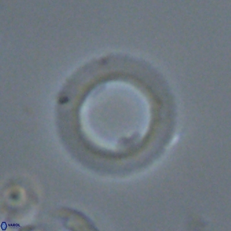 Diadelithus robustus 24575