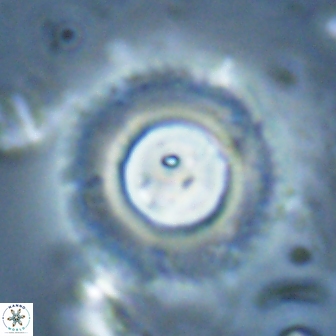 Diadelithus robustus 24538