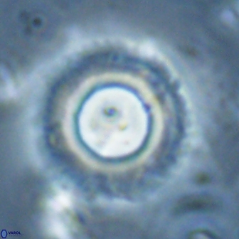 Diadelithus robustus 24539