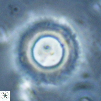 Diadelithus robustus 24539