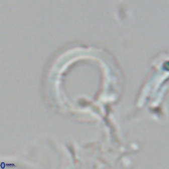 Diadelithus robustus 24649