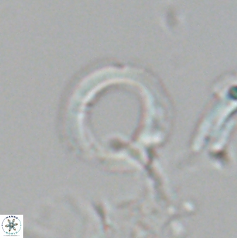 Diadelithus robustus 24649