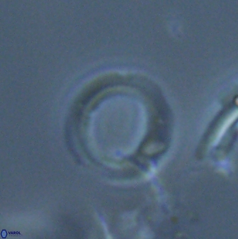 Diadelithus robustus 24650