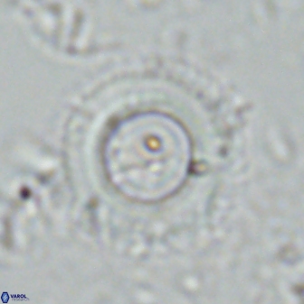 Diadelithus robustus 24766