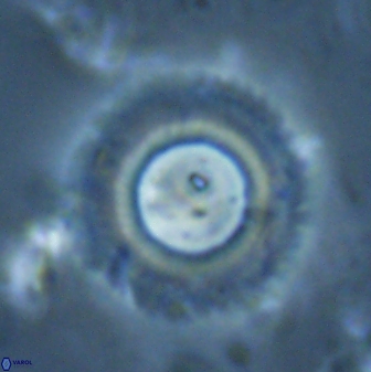 Diadelithus robustus 24726