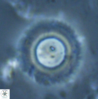 Diadelithus robustus 24726