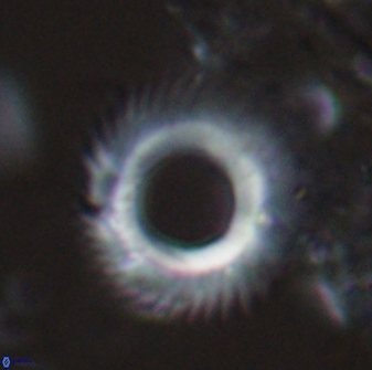 Diadelithus robustus 24967