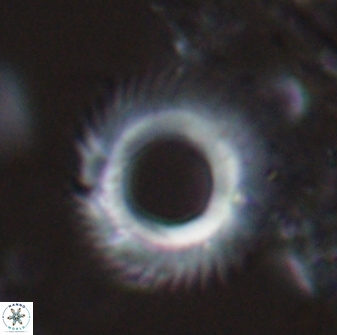 Diadelithus robustus 24967