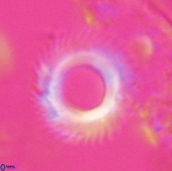 Diadelithus robustus 24968