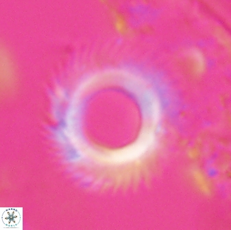 Diadelithus robustus 24968